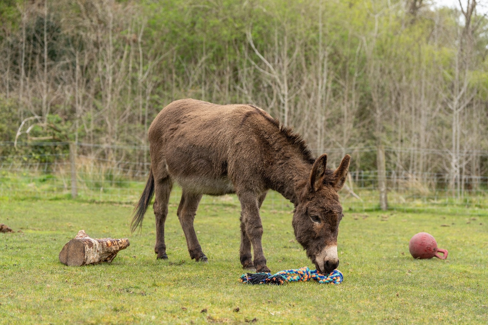 Jimmy the sponsored donkey by Universal Eco Homes.jpg
