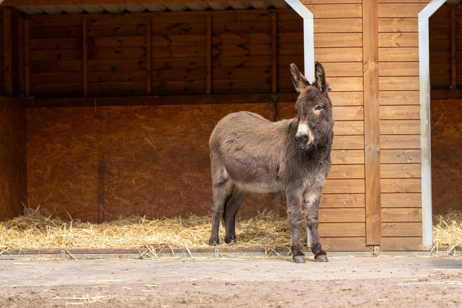 Jimmy the sponsored donkey by Universal Eco Homes1.jpg