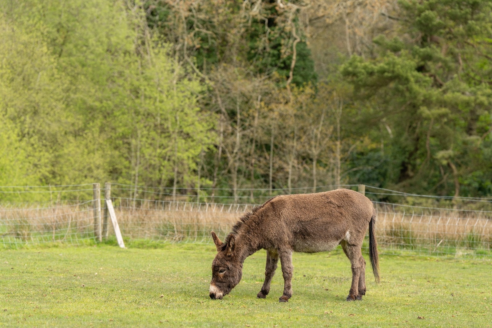 Jimmy the sponsored donkey by Universal Eco Homes2.jpg